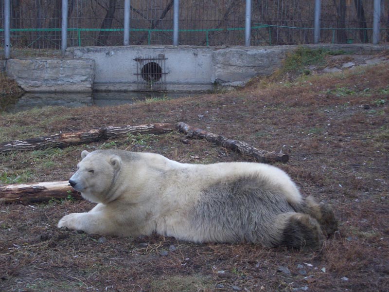 http://www.nikolayyaitskiy.narod.ru/images/hobby/omsk_2010_11.jpg